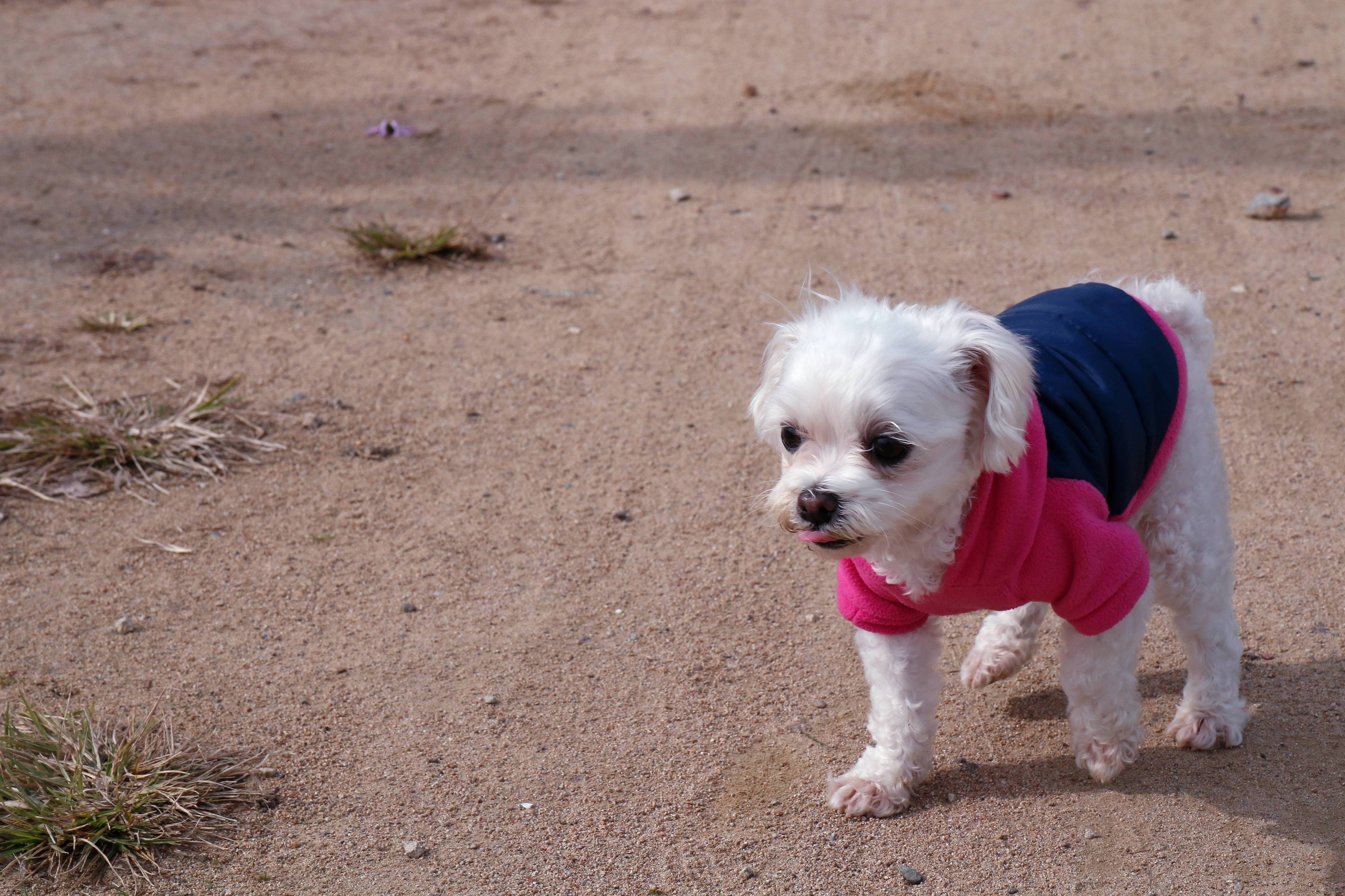 남자 아이돌이 키우는 강아지들 | 인스티즈