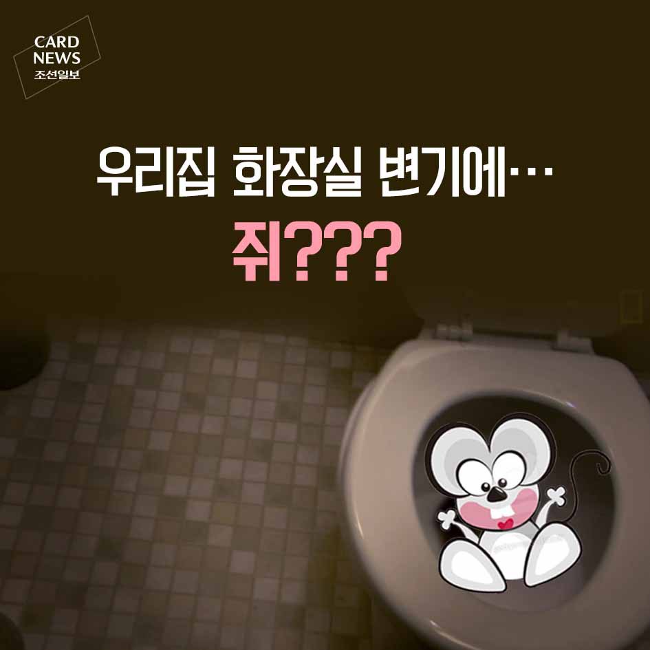 혐주의) 화장실 변기 통해 집안으로 들어오는 쥐 | 인스티즈