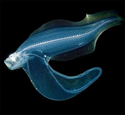 심해에 사는 물고기들 | 인스티즈