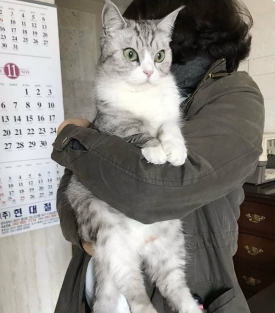 고양이 애정 표현 중 하나 : 안아도 참기... | 인스티즈