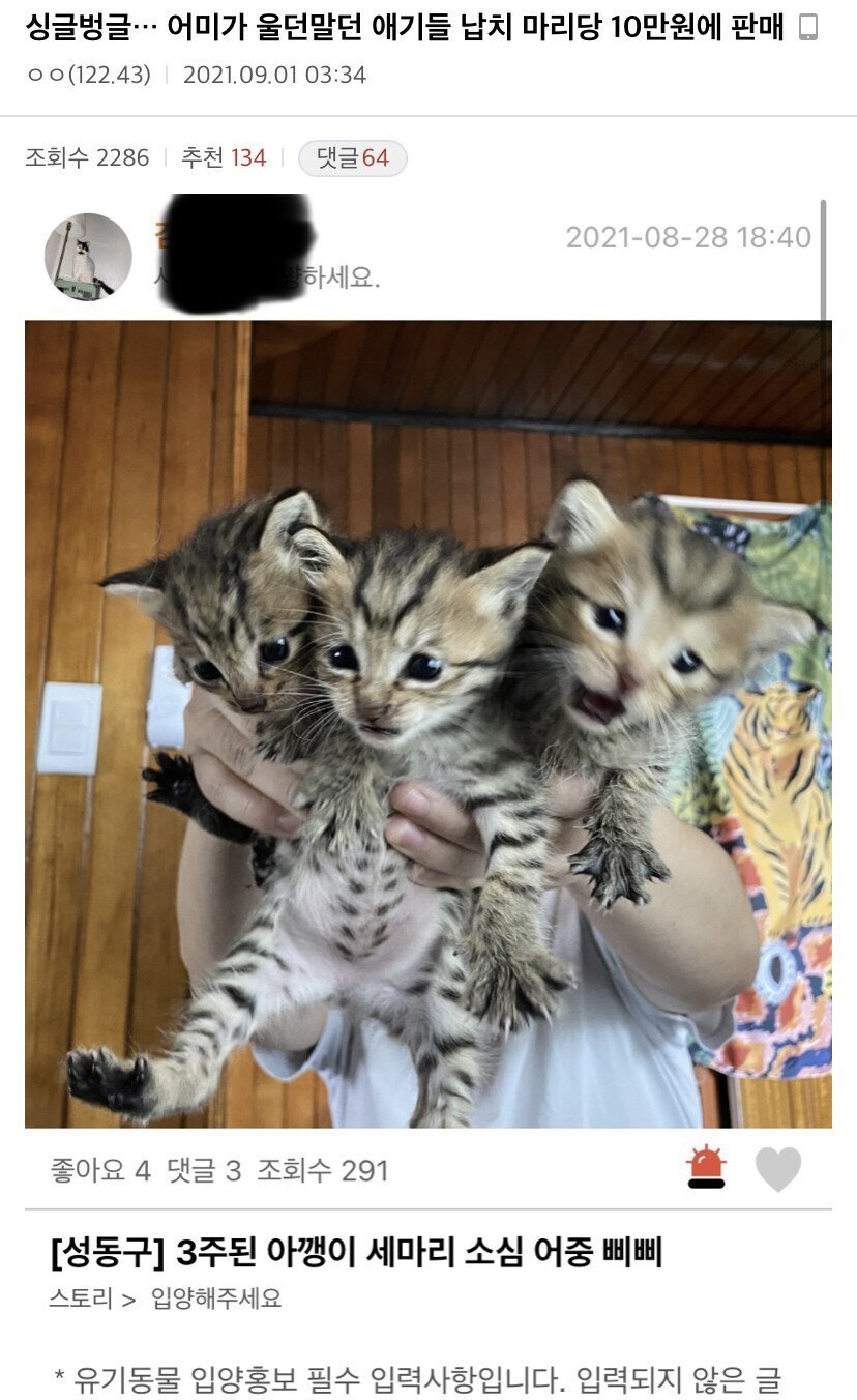 캣맘들이 품종묘 증오하는 이유.jpg | 인스티즈