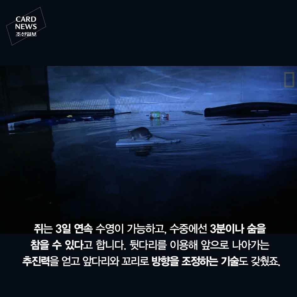 혐주의) 화장실 변기 통해 집안으로 들어오는 쥐 | 인스티즈