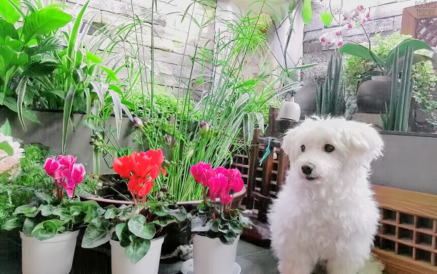 남자 아이돌이 키우는 강아지들 | 인스티즈