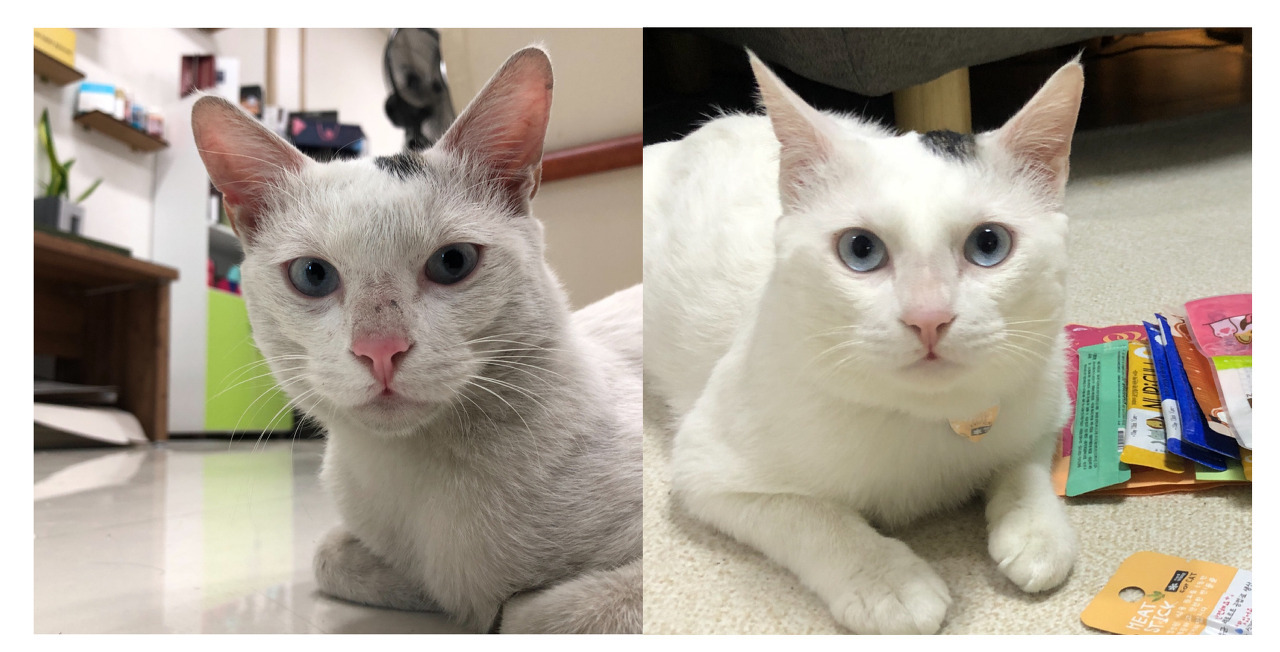 회사 밥챙겨주던 길냥이 구조기...(라쓰고 고영의 집줍... 스압!) | 인스티즈