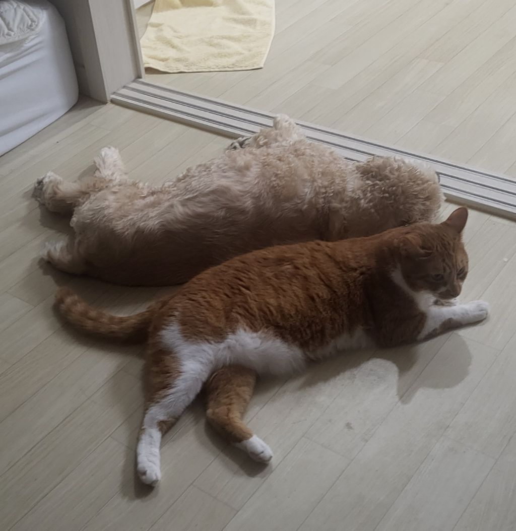 여시 홍보글보고 성묘 입양한 후기 (?)찝니다 | 인스티즈