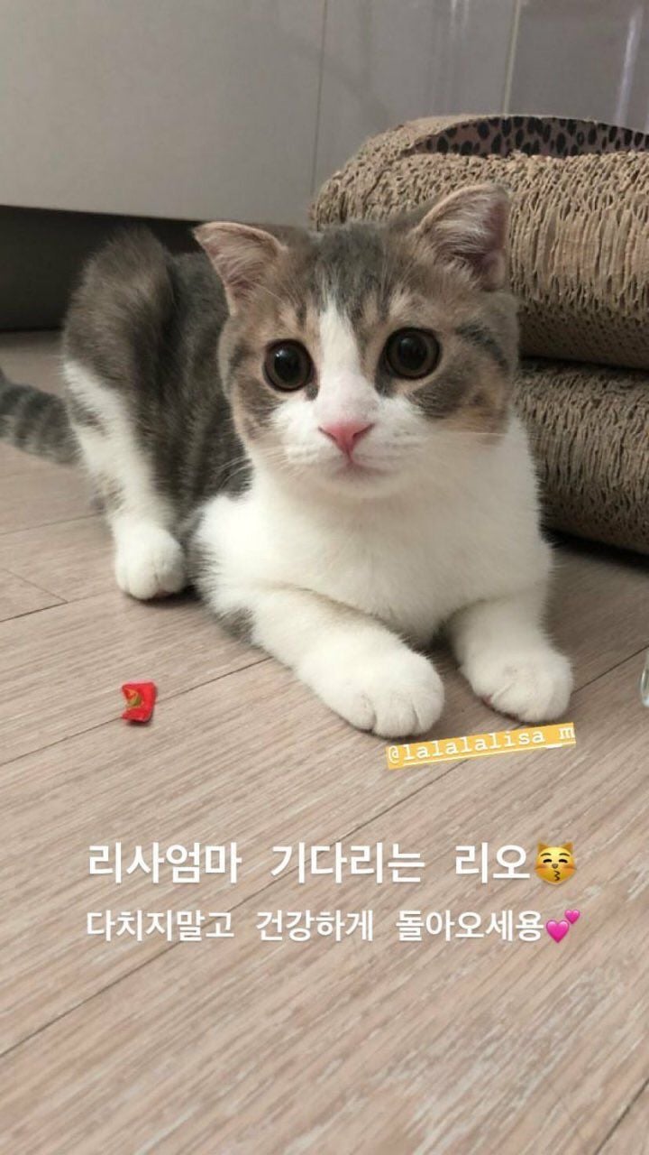 연예인들이 고양이(품종묘) 분양받는 걸로 유명한 펫샵.jpg | 인스티즈