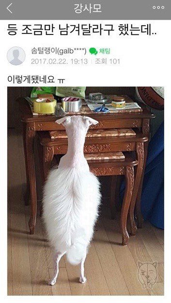 강아지 등털 조금만 남겨달라고 했는데...jpg | 인스티즈