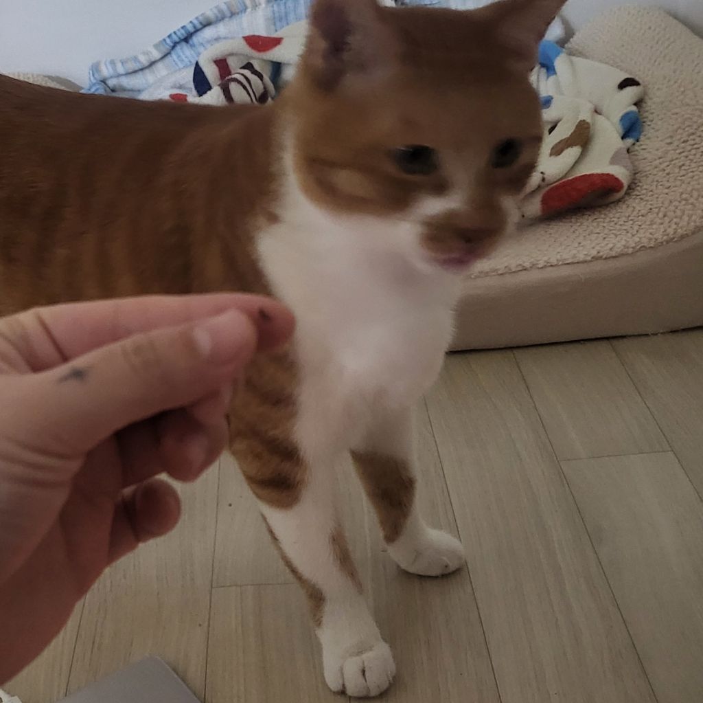 여시 홍보글보고 성묘 입양한 후기 (?)찝니다 | 인스티즈