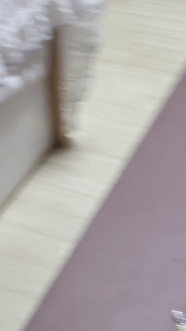 여시 홍보글보고 성묘 입양한 후기 (?)찝니다 | 인스티즈