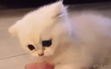 깡총깡총 뛰는 고양이.GIF | 인스티즈