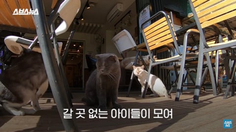 한국 최초 야외 고양이 카페 | 인스티즈
