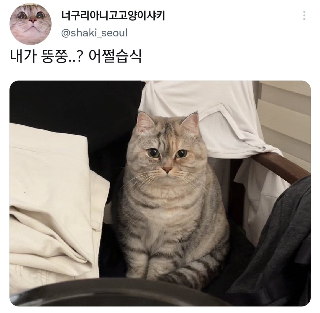 당신 고양이 뚱쭝해요.twt | 인스티즈