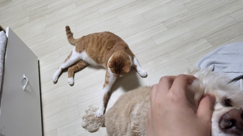 여시 홍보글보고 성묘 입양한 후기 (?)찝니다 | 인스티즈