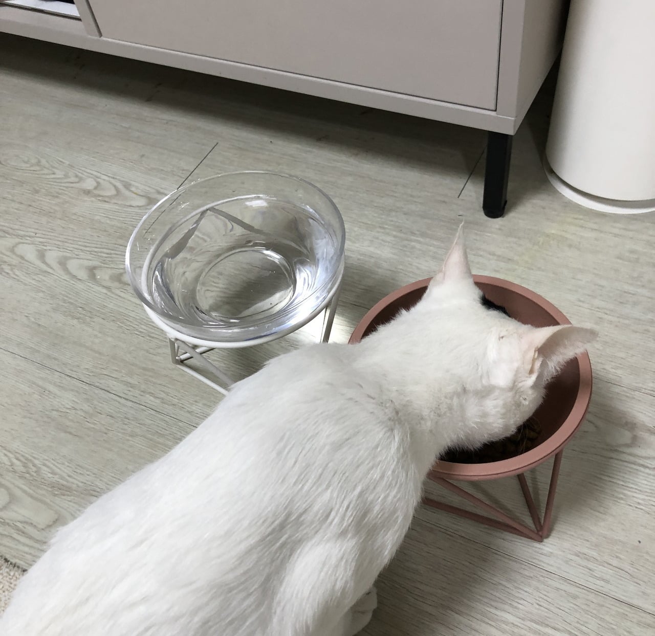 회사 밥챙겨주던 길냥이 구조기...(라쓰고 고영의 집줍... 스압!) | 인스티즈