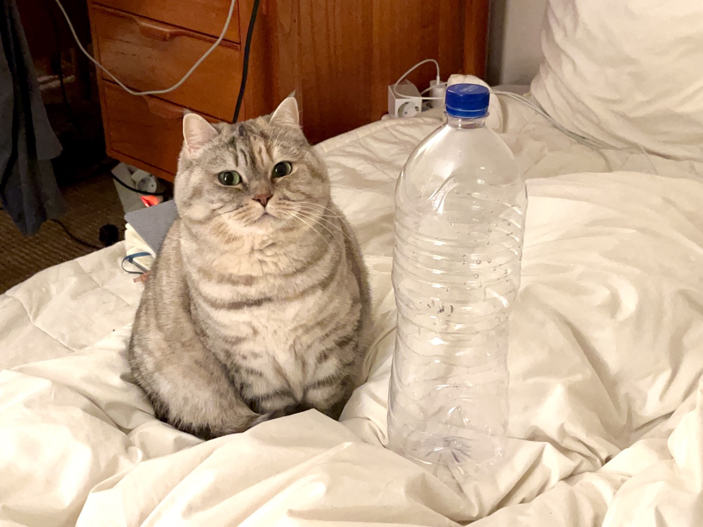 당신 고양이 뚱쭝해요.twt | 인스티즈