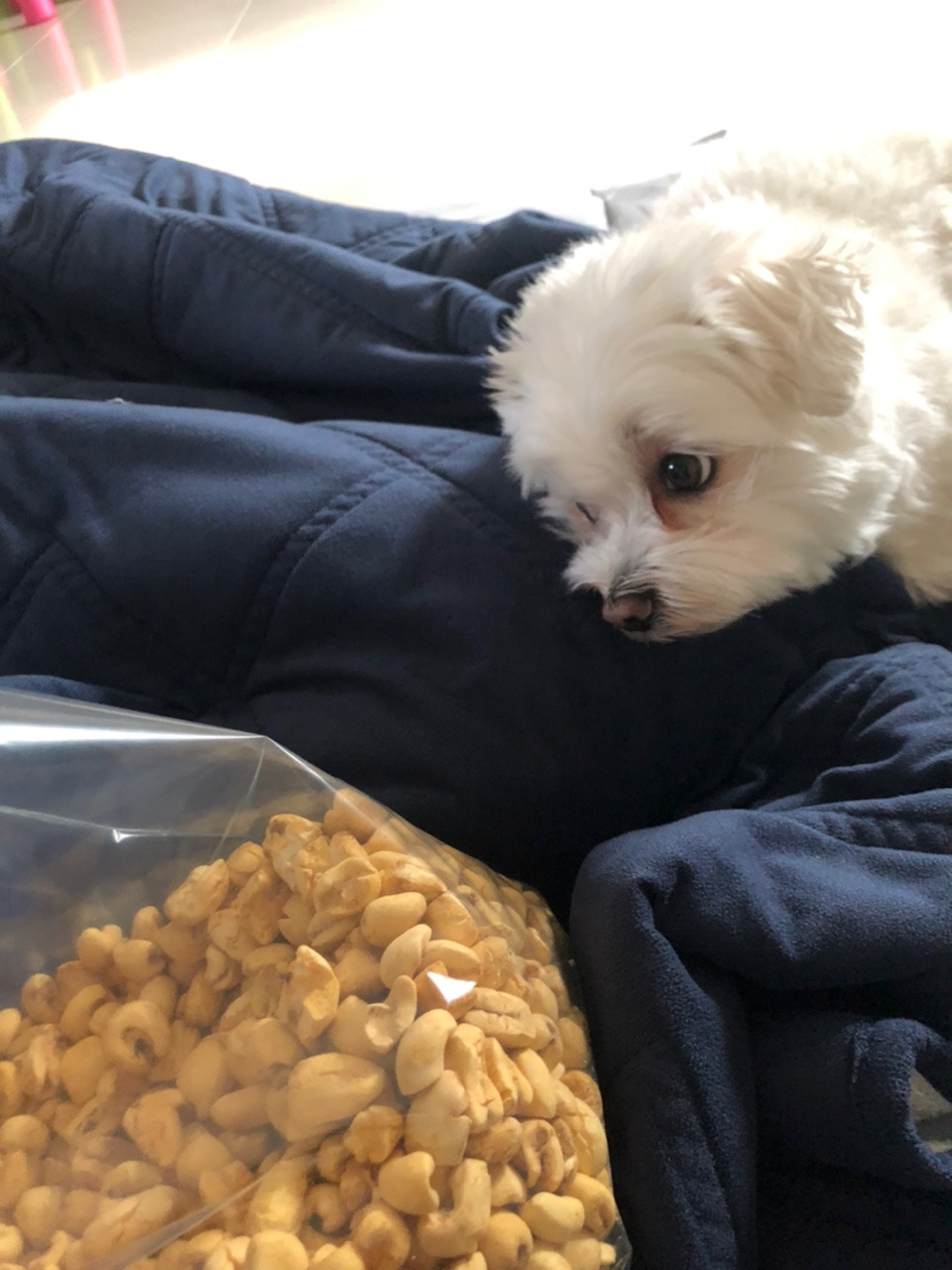  후기방에 올라와 귀여움 받은 '식탐 많은 댕댕이' 글 | 인스티즈