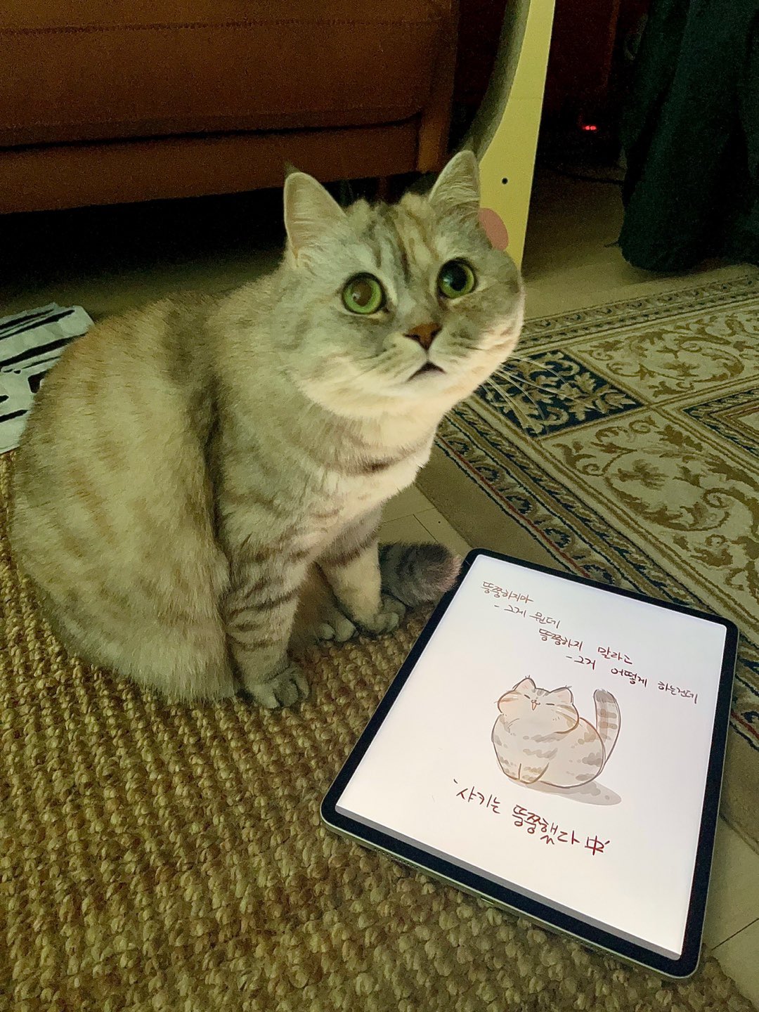당신 고양이 뚱쭝해요.twt | 인스티즈
