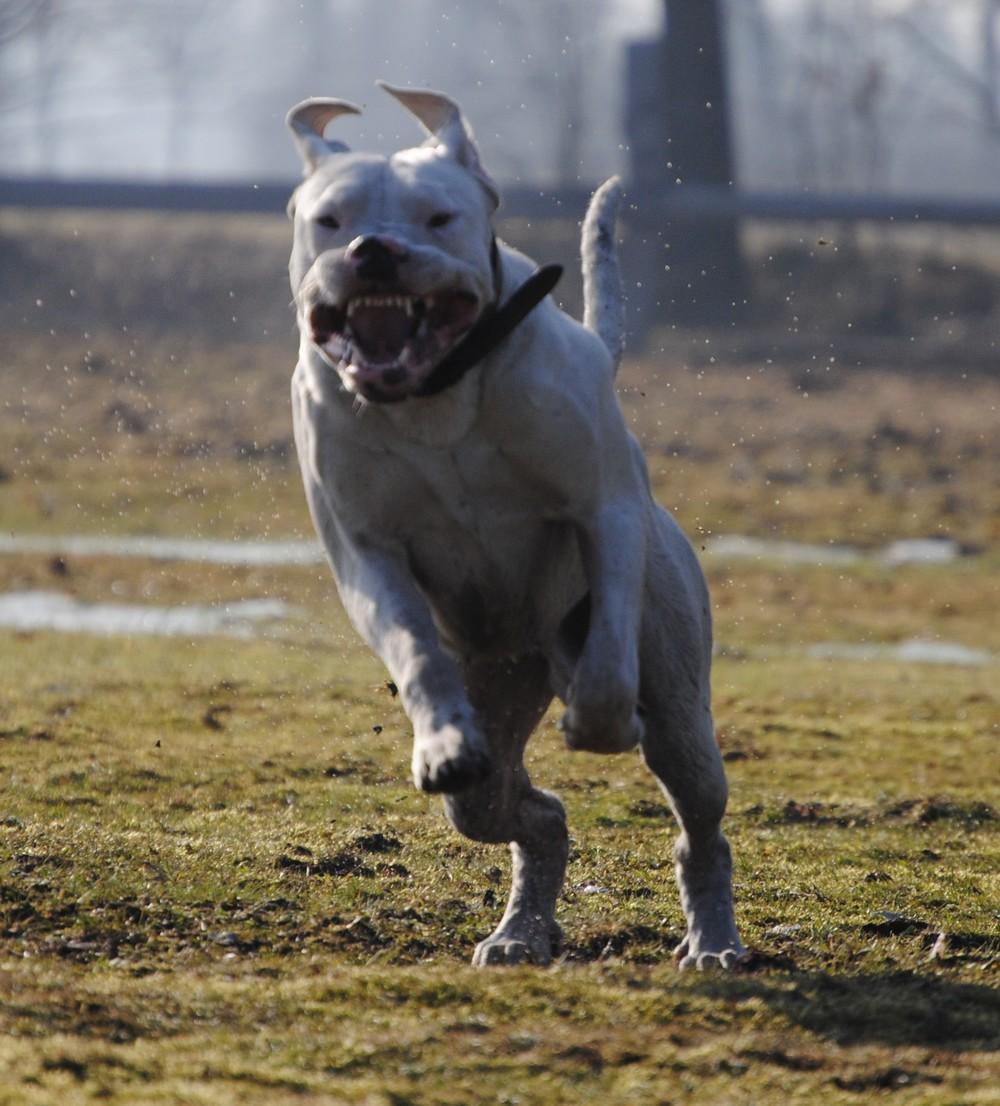 세계 가장 강한 견종 top10 | 인스티즈