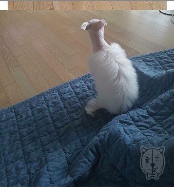 강아지 등털 조금만 남겨달라고 했는데...jpg | 인스티즈