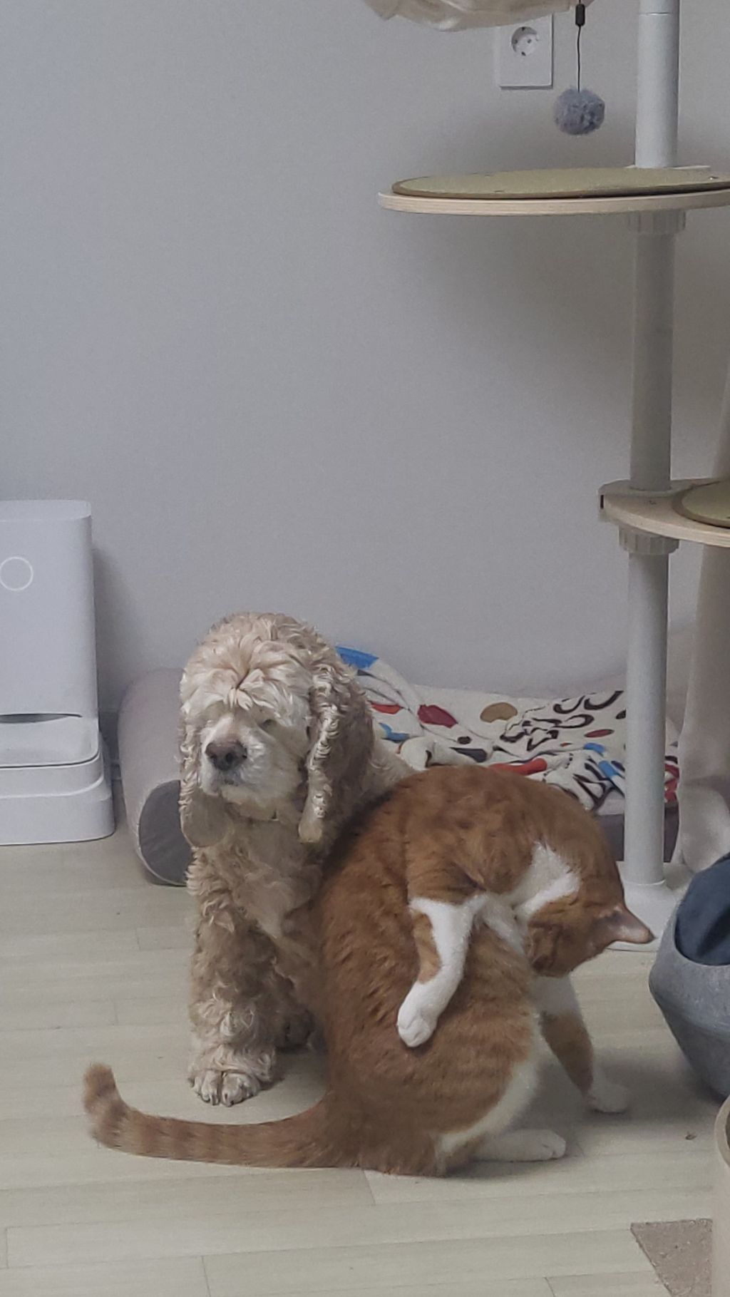 여시 홍보글보고 성묘 입양한 후기 (?)찝니다 | 인스티즈