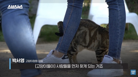 한국 최초 야외 고양이 카페 | 인스티즈