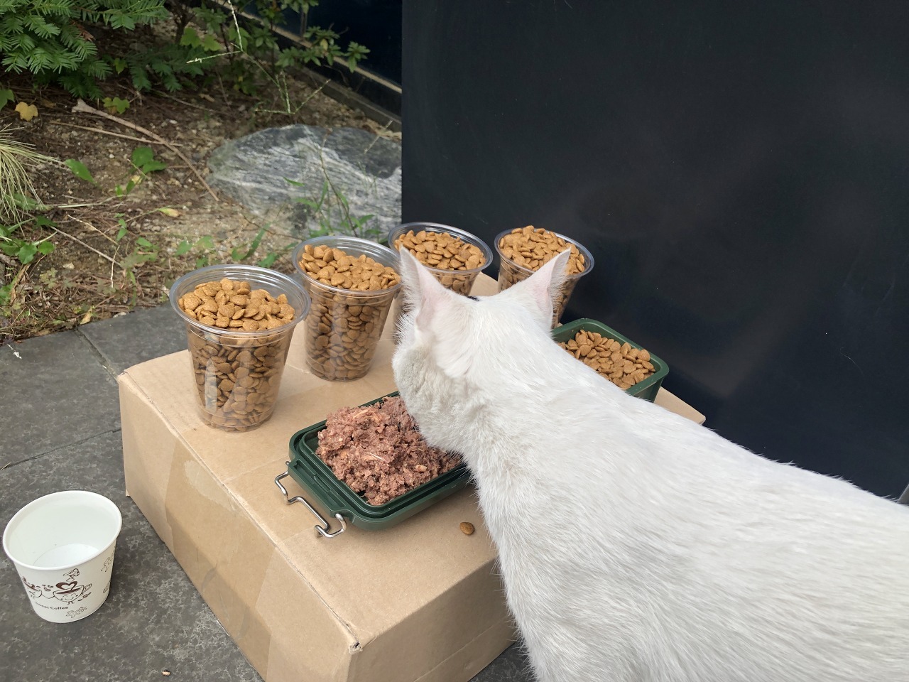회사 밥챙겨주던 길냥이 구조기...(라쓰고 고영의 집줍... 스압!) | 인스티즈
