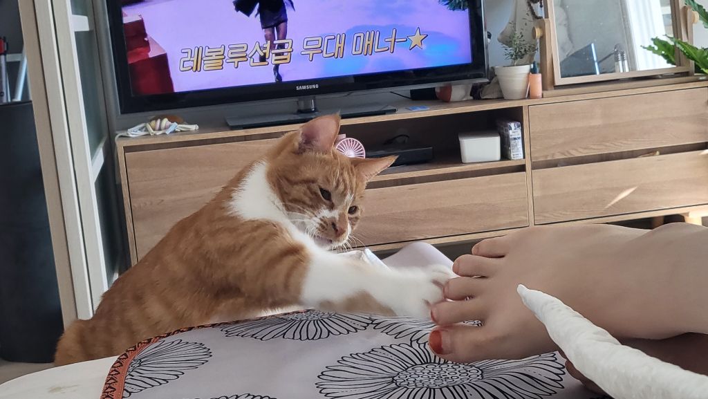 여시 홍보글보고 성묘 입양한 후기 (?)찝니다 | 인스티즈