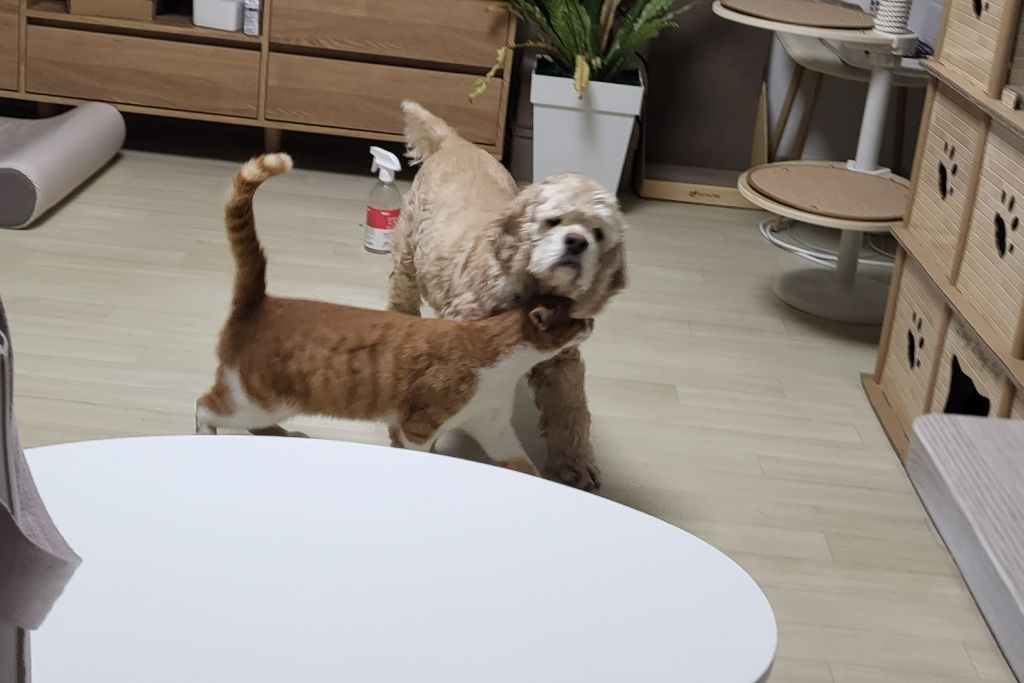 여시 홍보글보고 성묘 입양한 후기 (?)찝니다 | 인스티즈