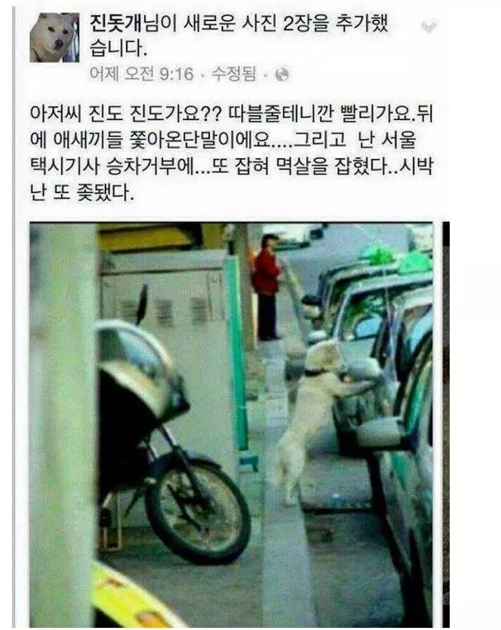 진돗개 레전드.jpg | 인스티즈