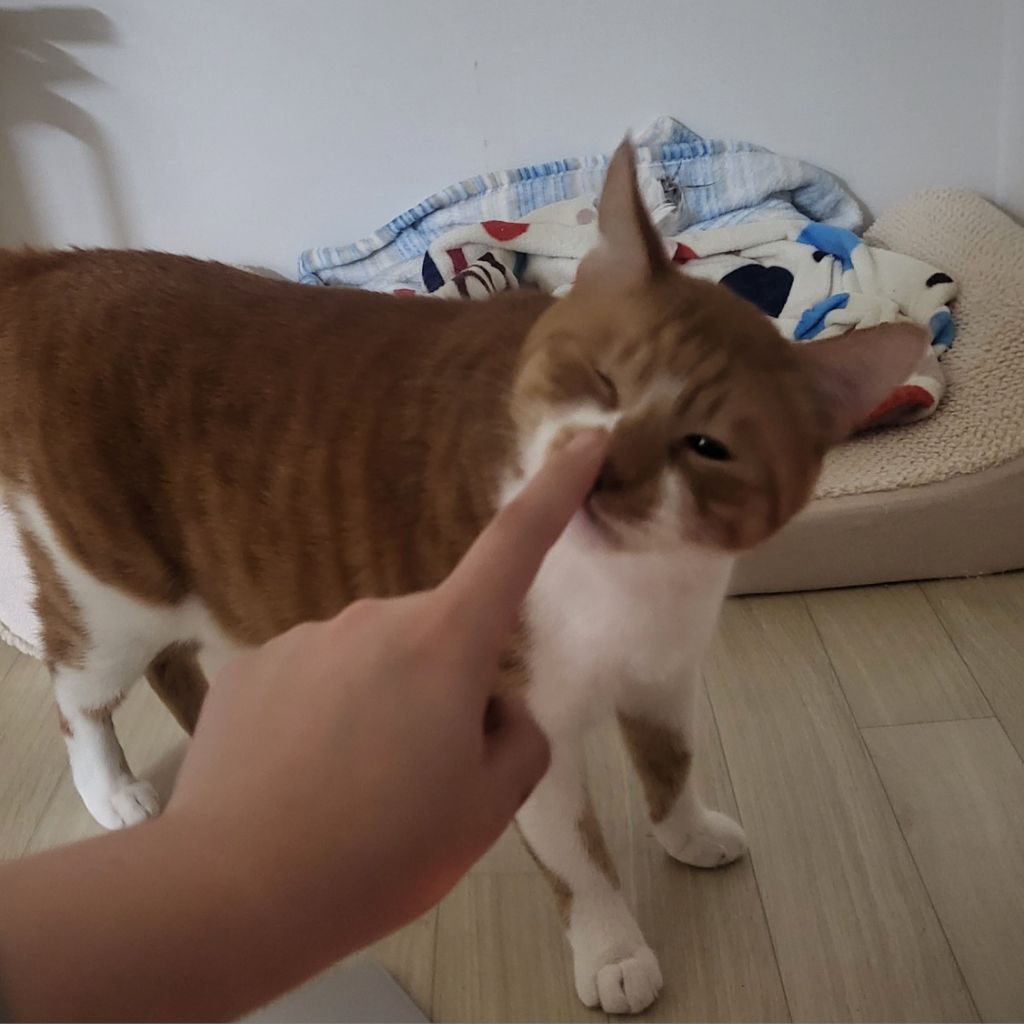 여시 홍보글보고 성묘 입양한 후기 (?)찝니다 | 인스티즈