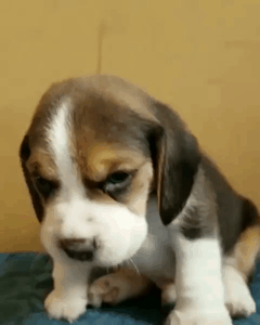 새끼 비글.gif | 인스티즈