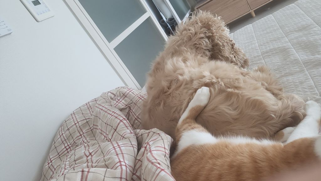 여시 홍보글보고 성묘 입양한 후기 (?)찝니다 | 인스티즈
