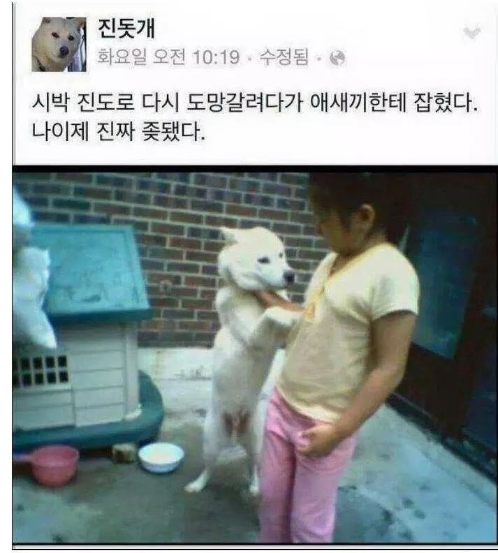 진돗개 레전드.jpg | 인스티즈