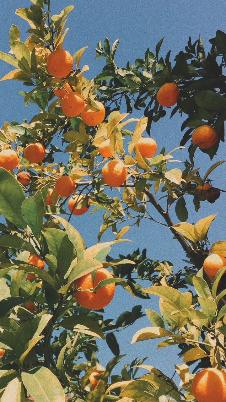 연예인 in my bag 속의 향수들 (+추가 | 인스티즈