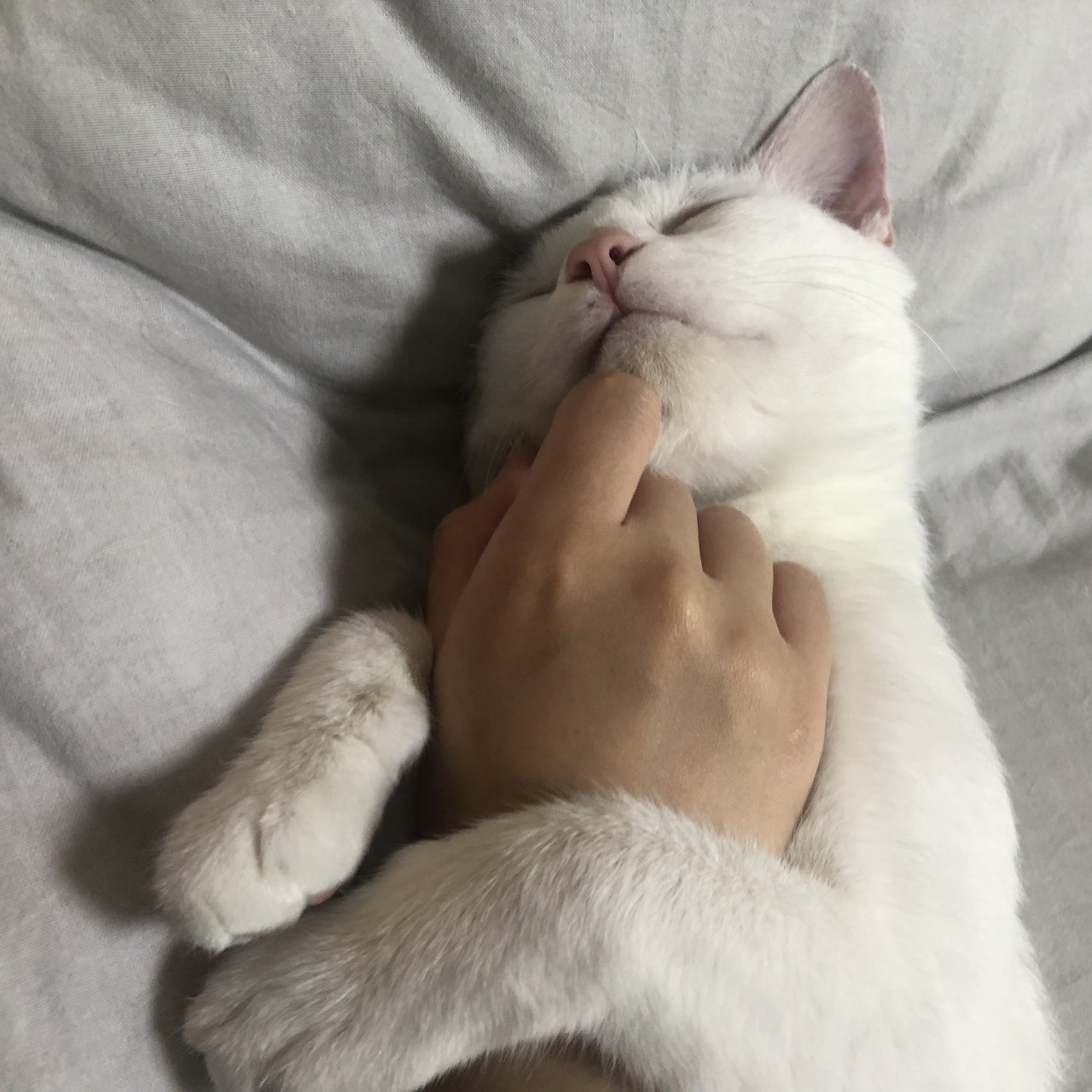 회사 밥챙겨주던 길냥이 구조기...(라쓰고 고영의 집줍... 스압!) | 인스티즈