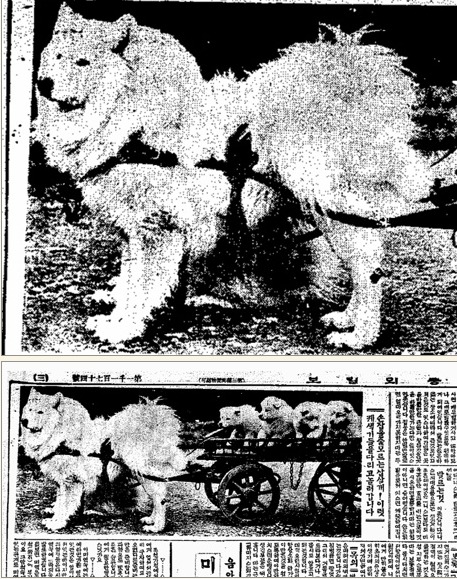 일본이 멸종시킨 우리나라 전통 삽살개의 진짜 모습 有 | 인스티즈