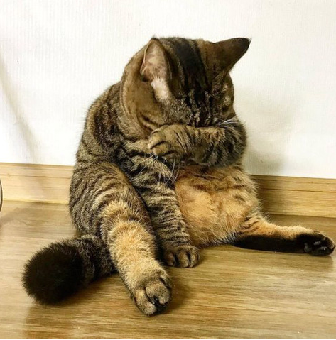 경상도에서 고양이를 부르는 말.jpg | 인스티즈