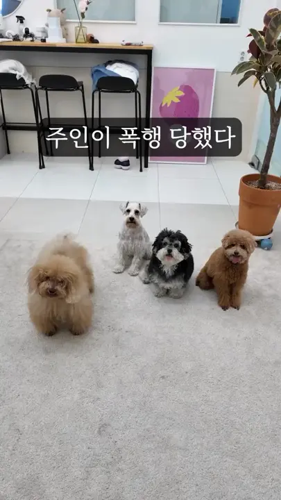 주인이 폭행 당하는 걸 본 강아지들의 반응 | 인스티즈