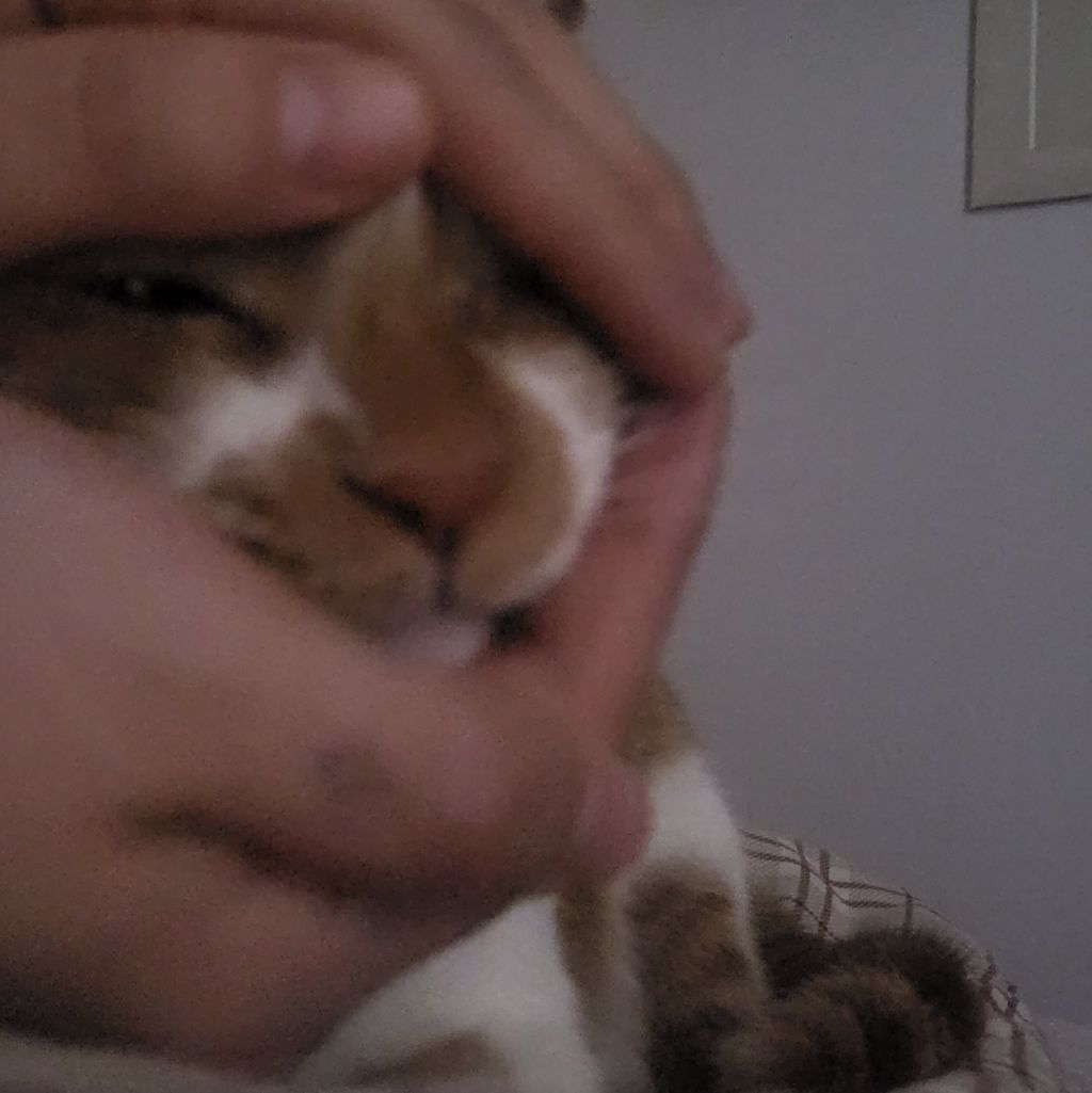여시 홍보글보고 성묘 입양한 후기 (?)찝니다 | 인스티즈
