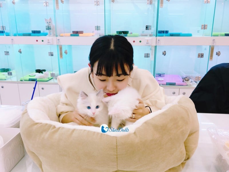 연예인들이 고양이(품종묘) 분양받는 걸로 유명한 펫샵.jpg | 인스티즈