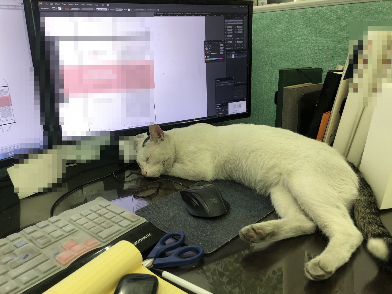 회사 밥챙겨주던 길냥이 구조기...(라쓰고 고영의 집줍... 스압!) | 인스티즈