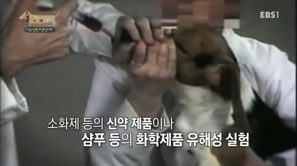 실험 비글을 아십니까? 동물실험에서 가장 많이 사용되는 견종.jpg (맴찢주의) | 인스티즈