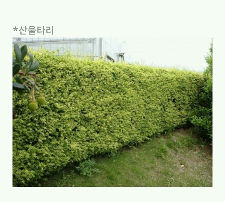 팔척귀신 이야기 ~팔척귀신?~ (짤 있음) | 인스티즈