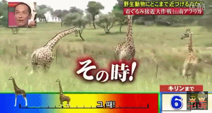 기린인형탈 쓰고 실제 기린한테 접근중 목부러짐ㅋㅋㅋㅋㅋㅋㅋㅋㅋㅋㅋㅋㅋㅋㅋㅋㅋㅋㅋㅋㅋ | 인스티즈