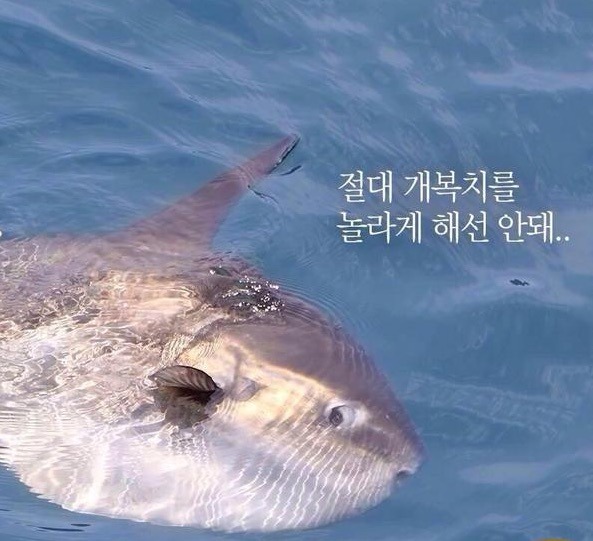 개복치의 스트레스에 대한 고찰.gif | 인스티즈