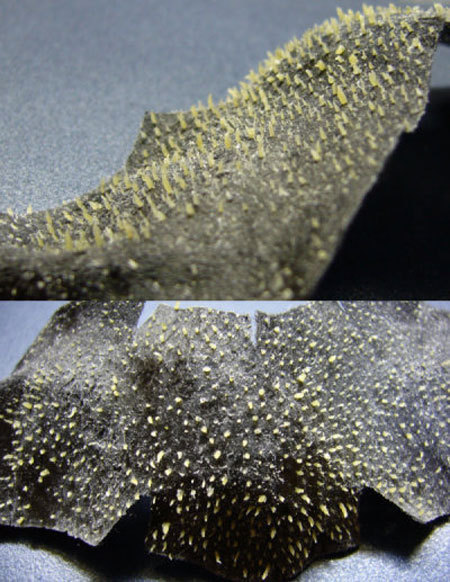 피르가즘(코팩 사진 주의) | 인스티즈