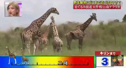 기린인형탈 쓰고 실제 기린한테 접근중 목부러짐ㅋㅋㅋㅋㅋㅋㅋㅋㅋㅋㅋㅋㅋㅋㅋㅋㅋㅋㅋㅋㅋ | 인스티즈