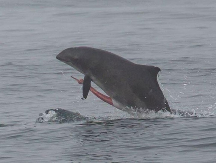 돌고래 꼬추 | 인스티즈