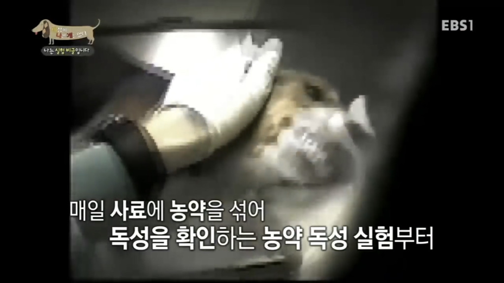 실험 비글을 아십니까? 동물실험에서 가장 많이 사용되는 견종.jpg (맴찢주의) | 인스티즈