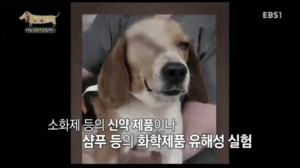실험 비글을 아십니까? 동물실험에서 가장 많이 사용되는 견종.jpg (맴찢주의) | 인스티즈